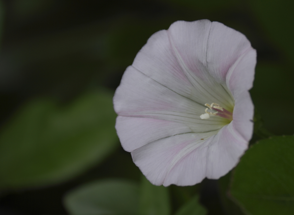 散歩道の花　ヒルガオ