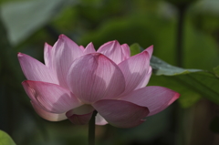 天上の華３