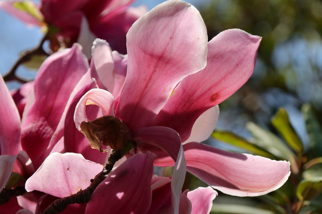 植物園から「木蓮」1