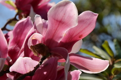 植物園から「木蓮」1