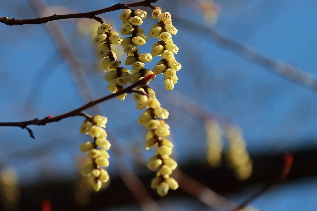 花散歩キブシ２