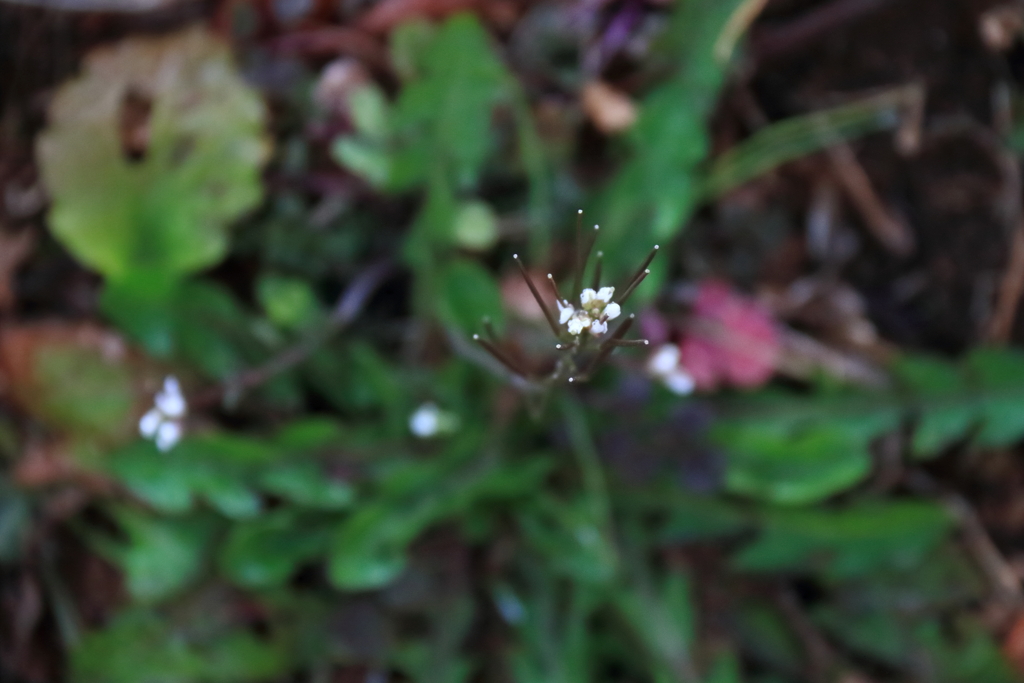 花散歩ナズナ1