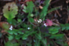 花散歩ナズナ1