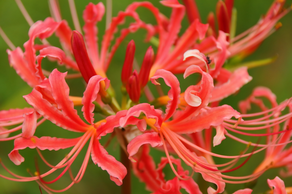 彼岸花咲く頃１