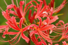 彼岸花咲く頃１