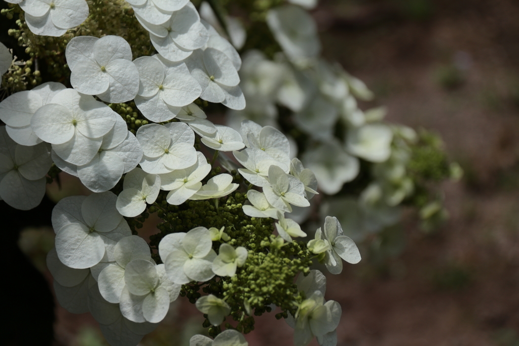 あじさい様々２