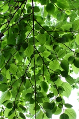 グリーンモザイク