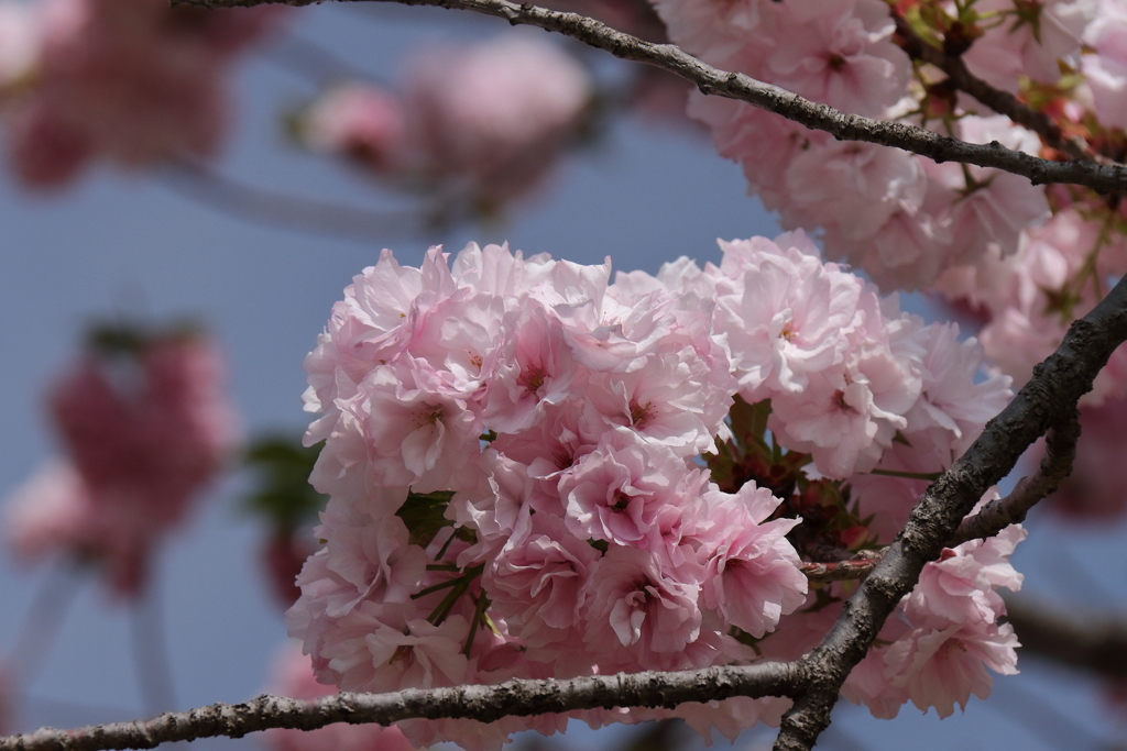 八重桜福禄寿４