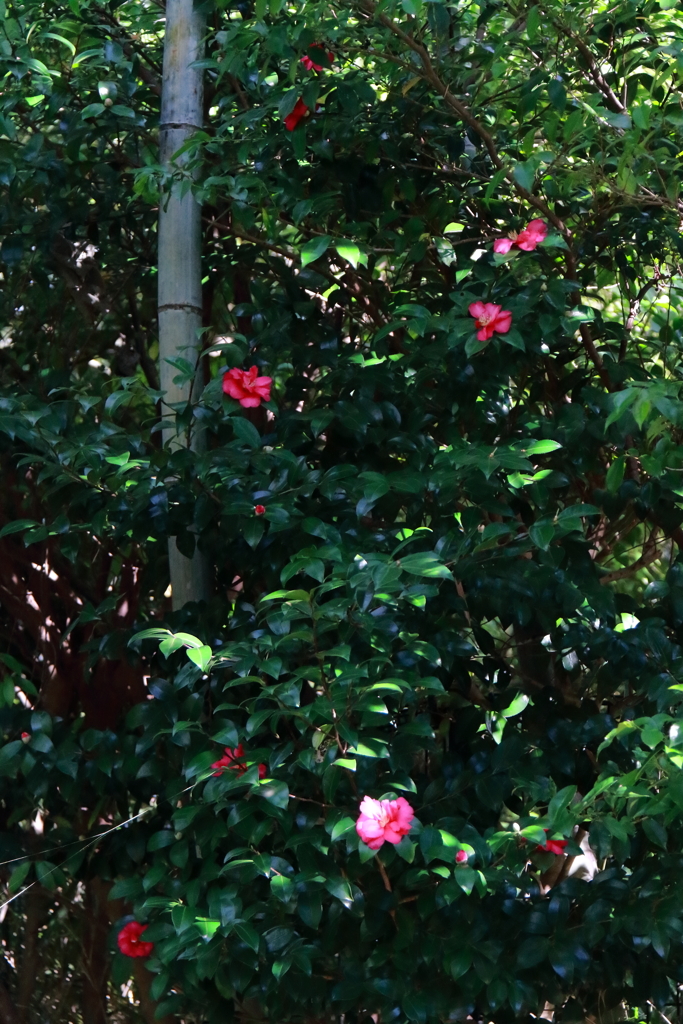 竹とさざんか２