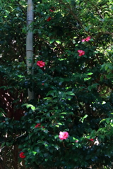 竹とさざんか２