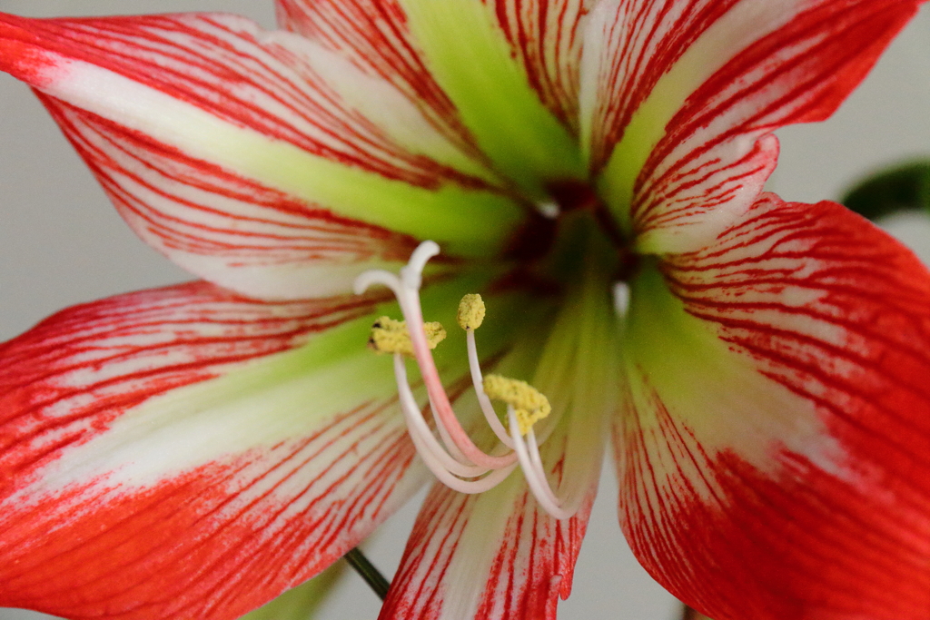 我が家のアマリリス２