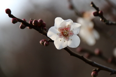 早春の香り２