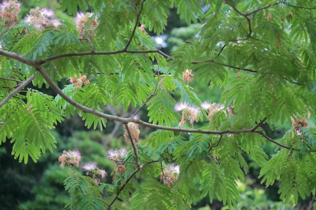 花散歩合歓１