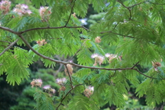 花散歩合歓1