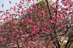花散歩寒緋桜2
