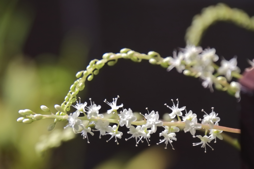 花散歩オカワカメ