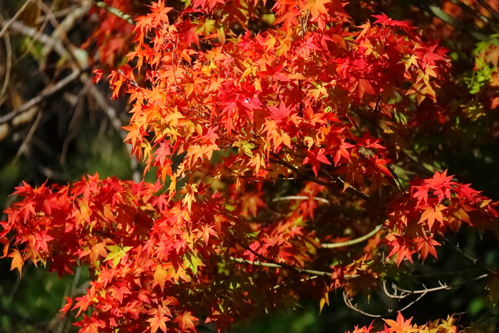 華やかに紅葉