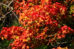 華やかに紅葉