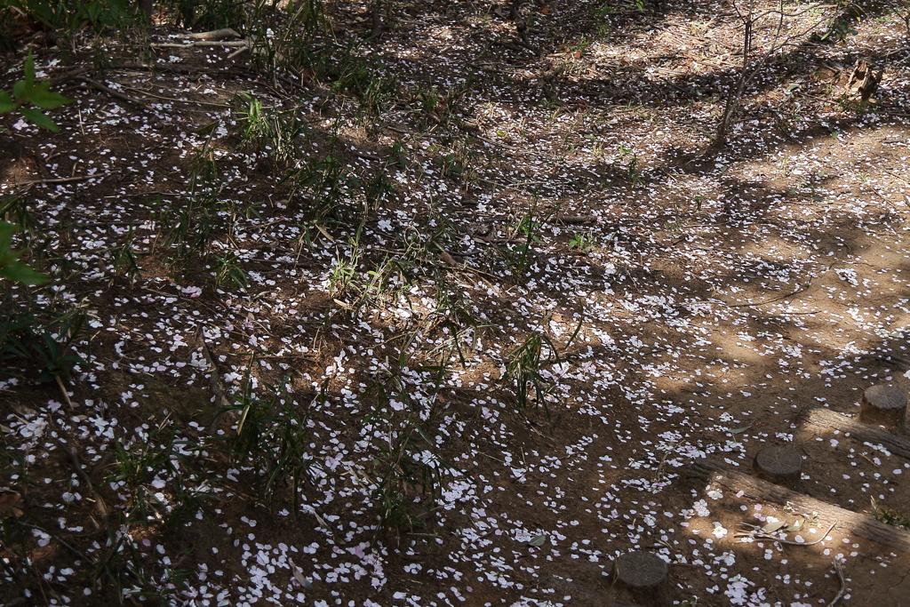 散桜小径２