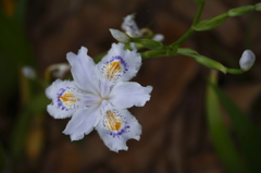 シャガ里山に咲く２