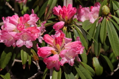 植物園から「しゃくなげ」１