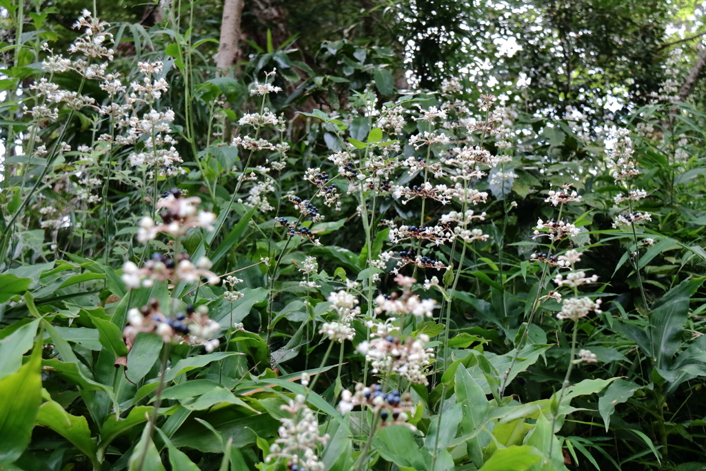 ヤブミョウガの繁茂３
