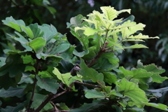 若葉染みる柏の木