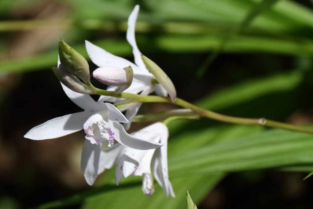 花散歩シラン白１