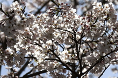 さくらさくら９