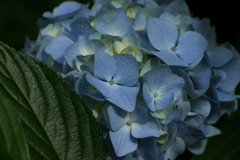 里山に咲く紫陽花２