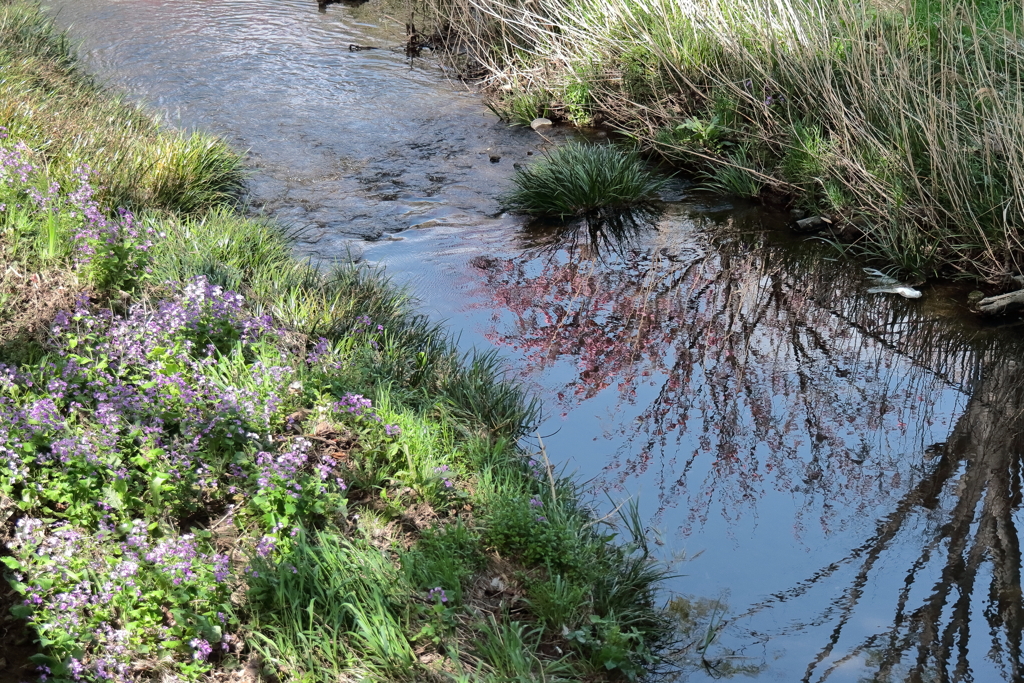 春の小川