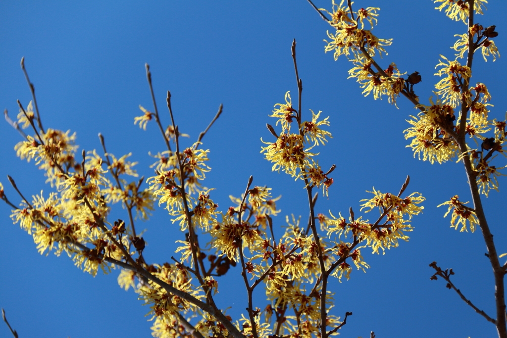 植物園から「マンサク」３