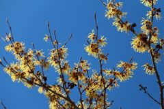 植物園から「マンサク」３