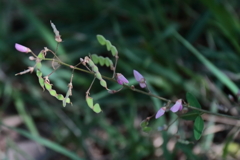 花散歩ヤバイ花１