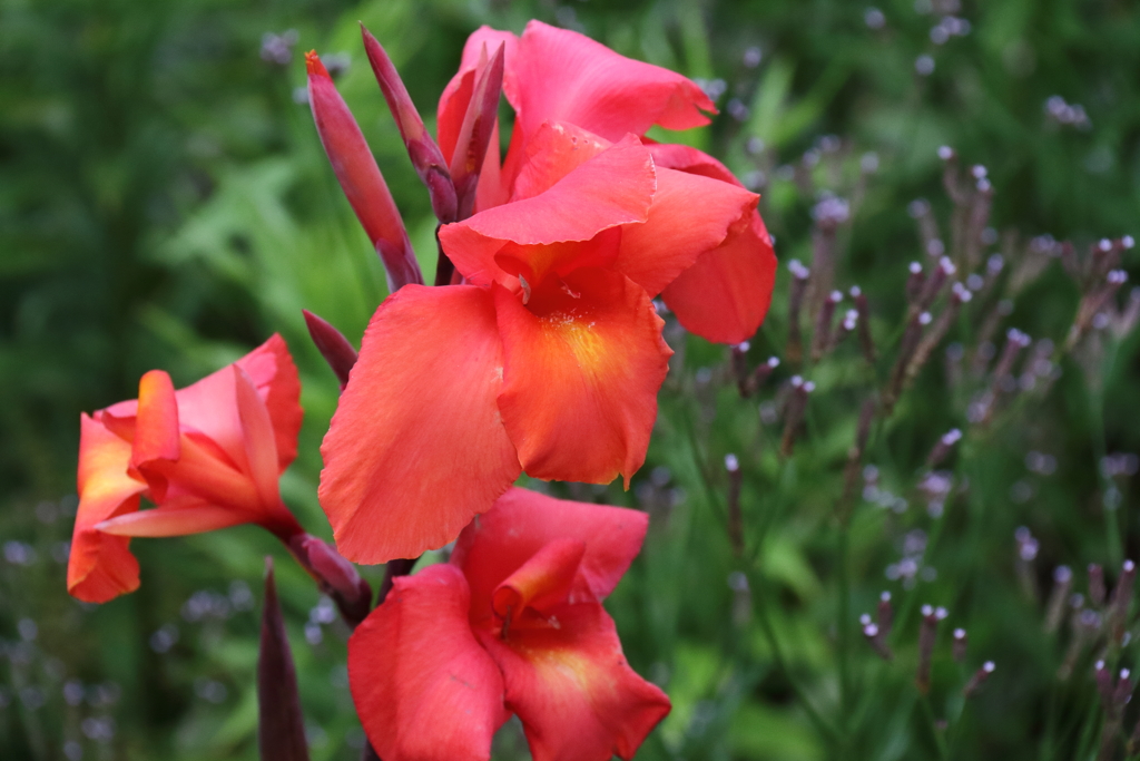 夏の陽を待つ１