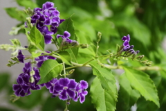 花散歩デュランタタカラヅカ2