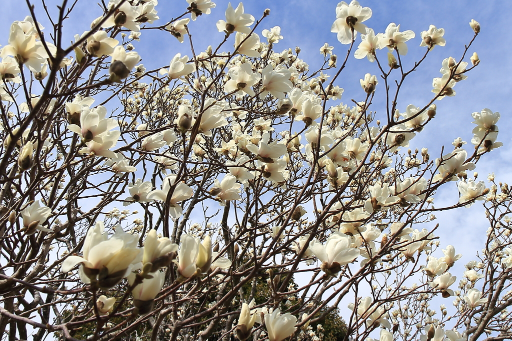白モクレン１