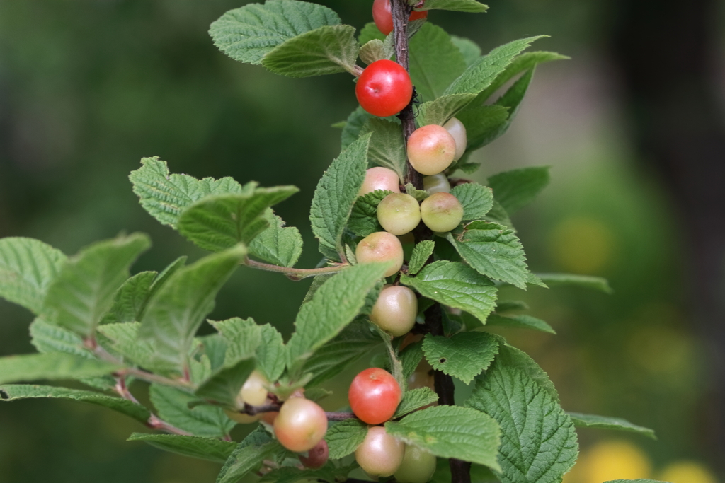 ユスラウメ色づく1