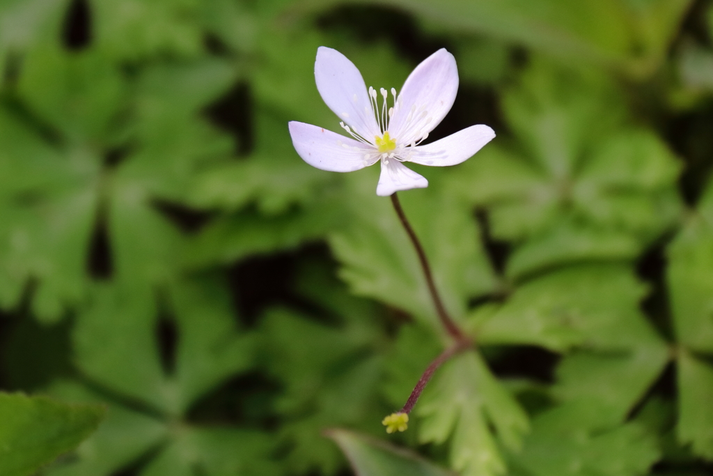 公園花壇ニリンソウ