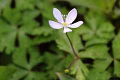 公園花壇ニリンソウ