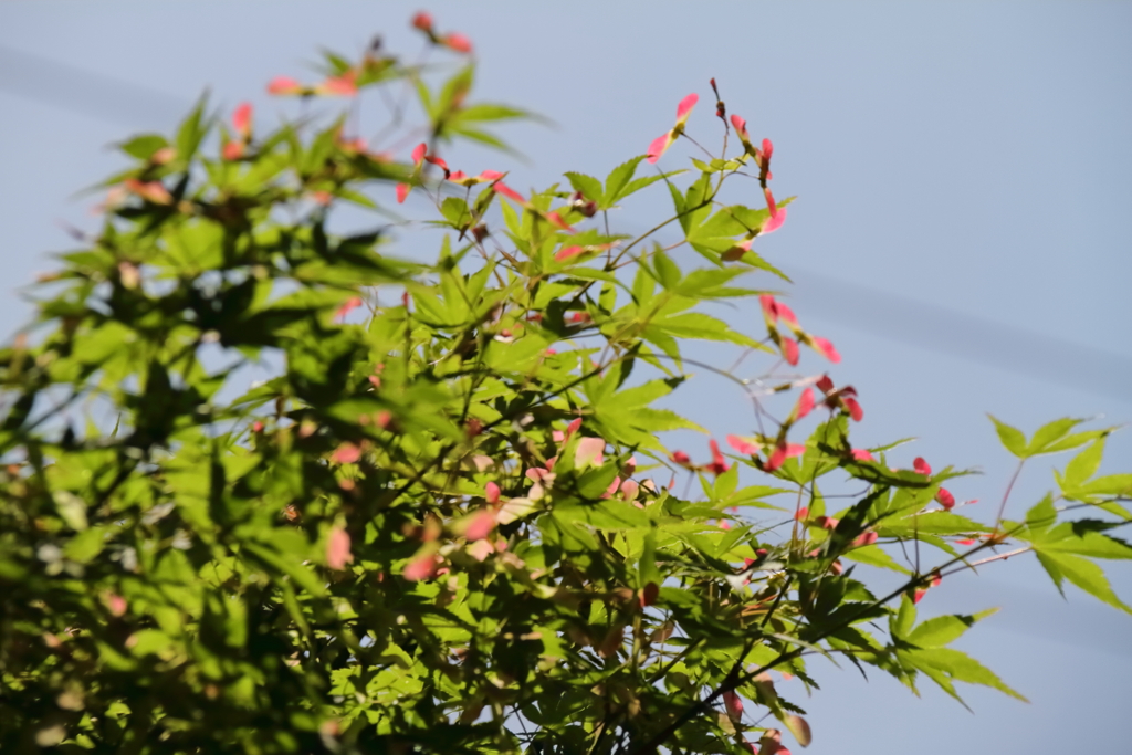 花散歩若モミジ１