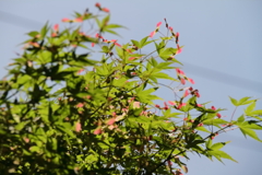 花散歩若モミジ１