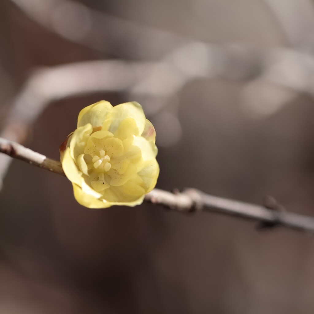 花散歩梅３色３