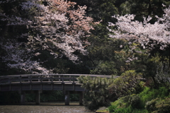 橋と桜のある風景