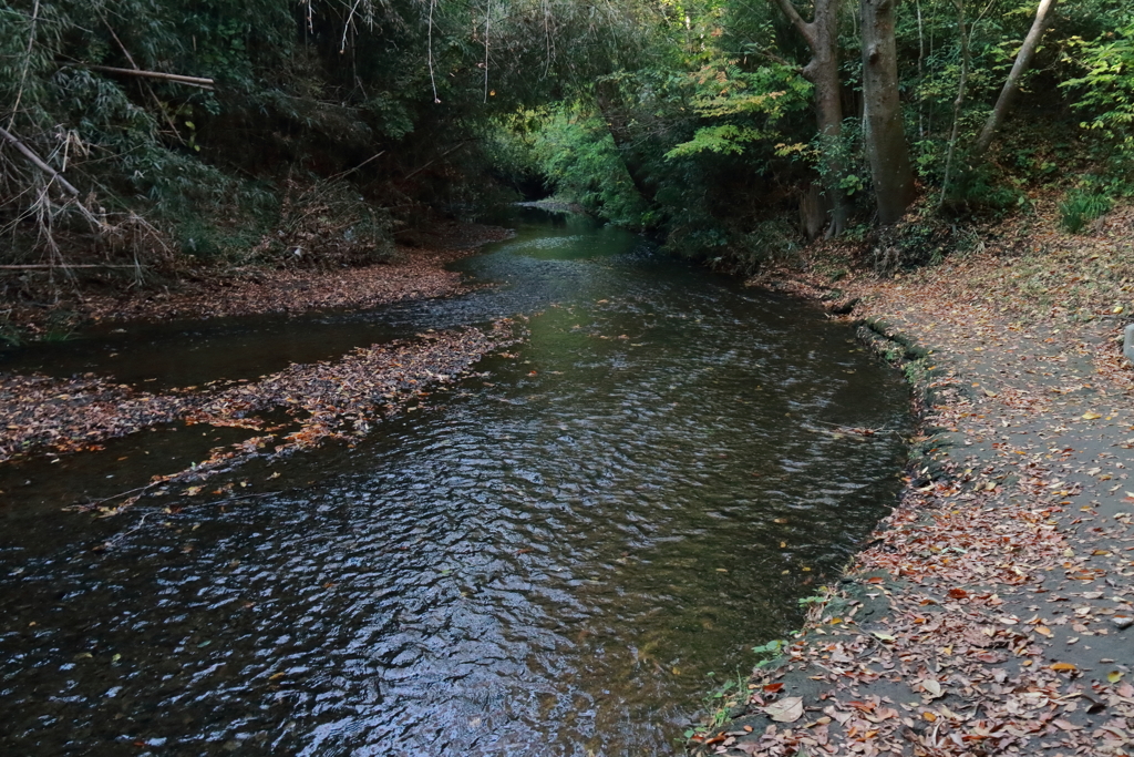 落ち葉積もる２