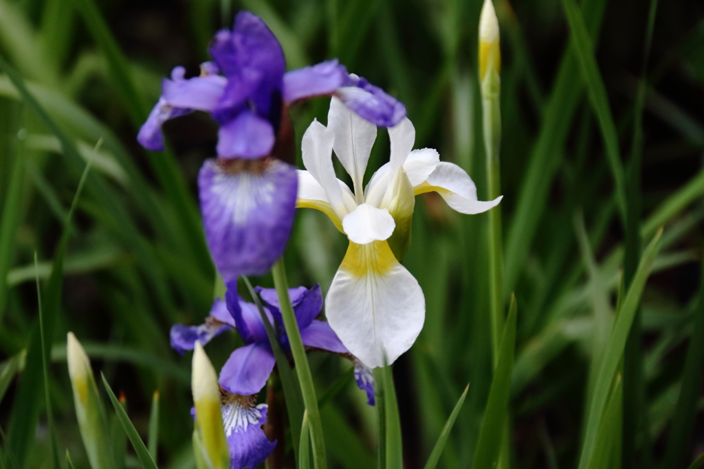 公園花壇アヤメと菖蒲