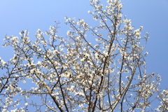 花散歩コブシ咲いた４