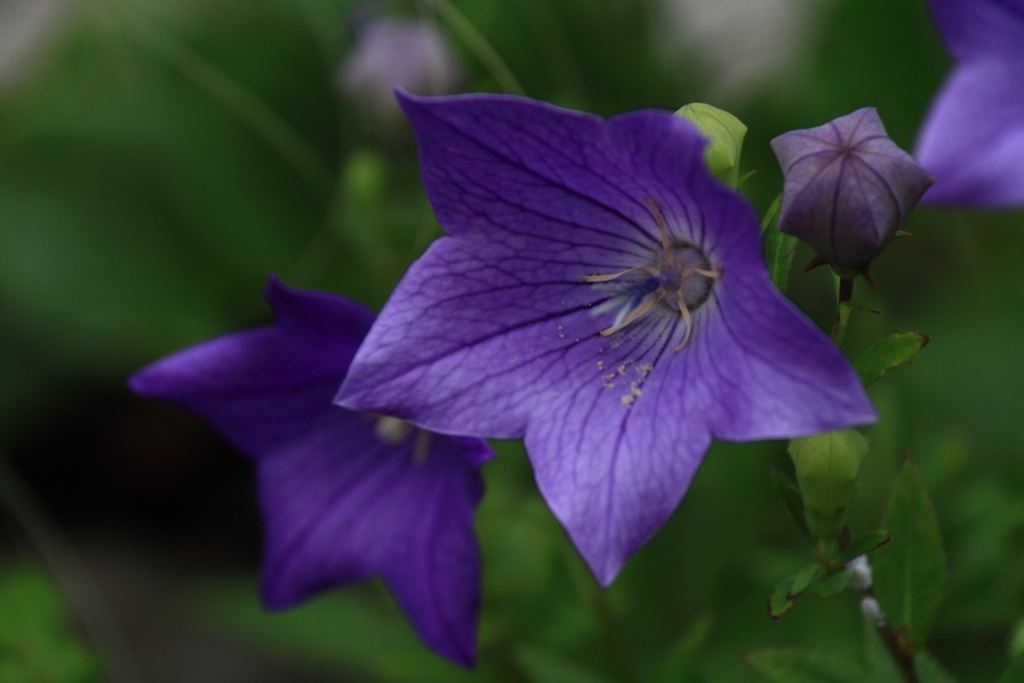 秋をイメージ２