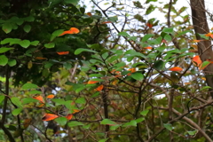 花散歩秋色始まる７