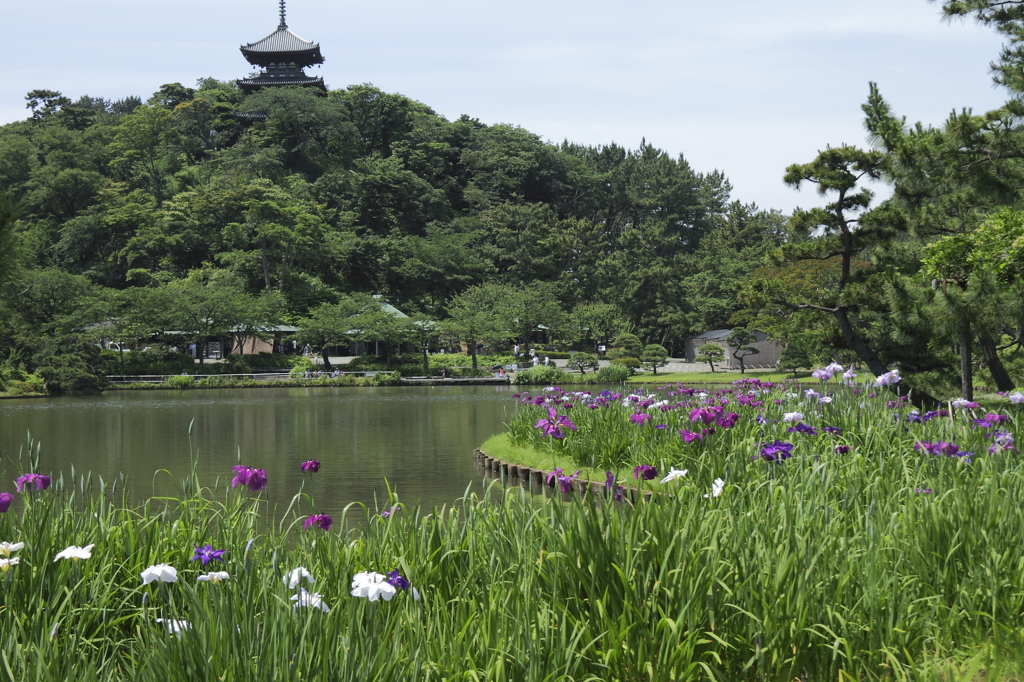 花菖蒲咲く頃３